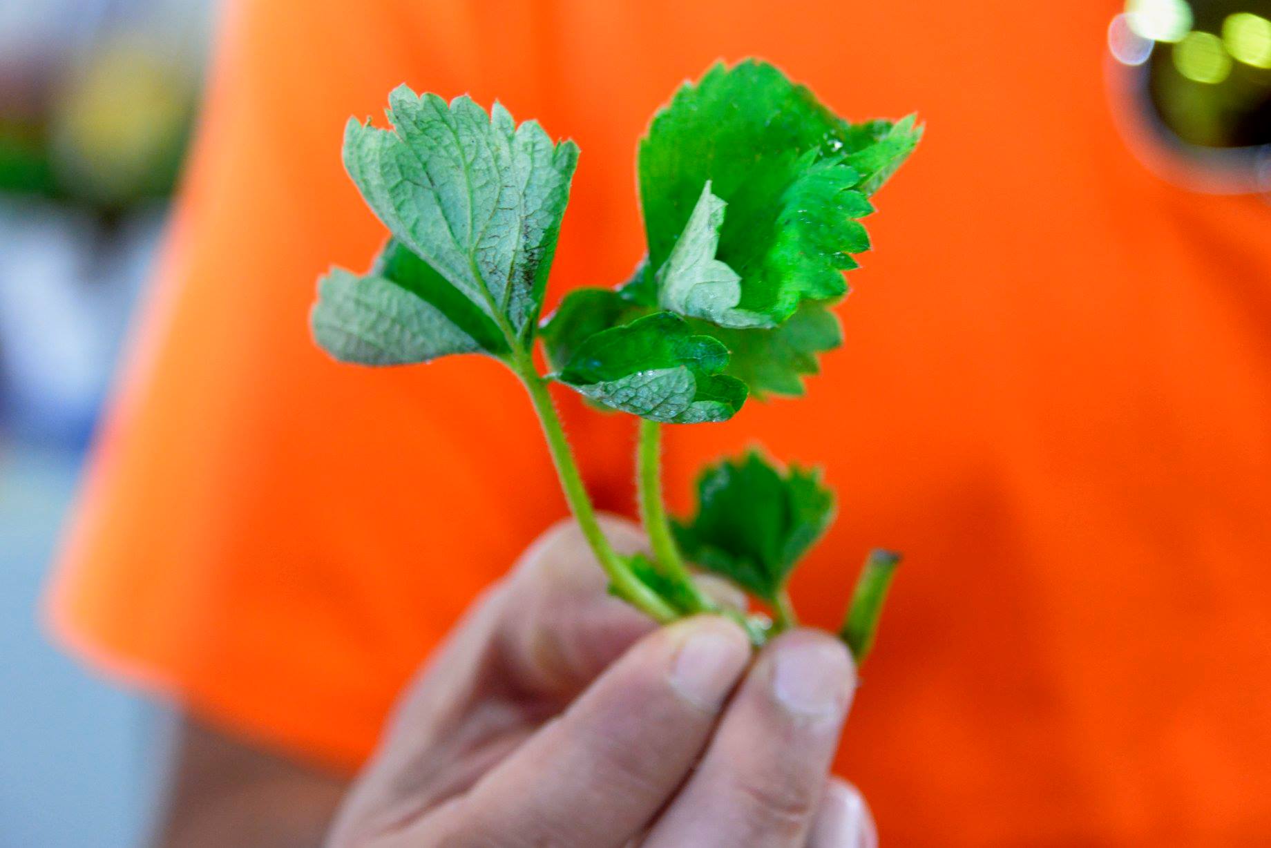 Un’altra bellissima iniziativa in collaborazione con la Salvi Vivai. Un ringraziamento particolare ad Agrilinea